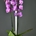 Phalaenopsis rosa de cuatro varas. - Imagen 1
