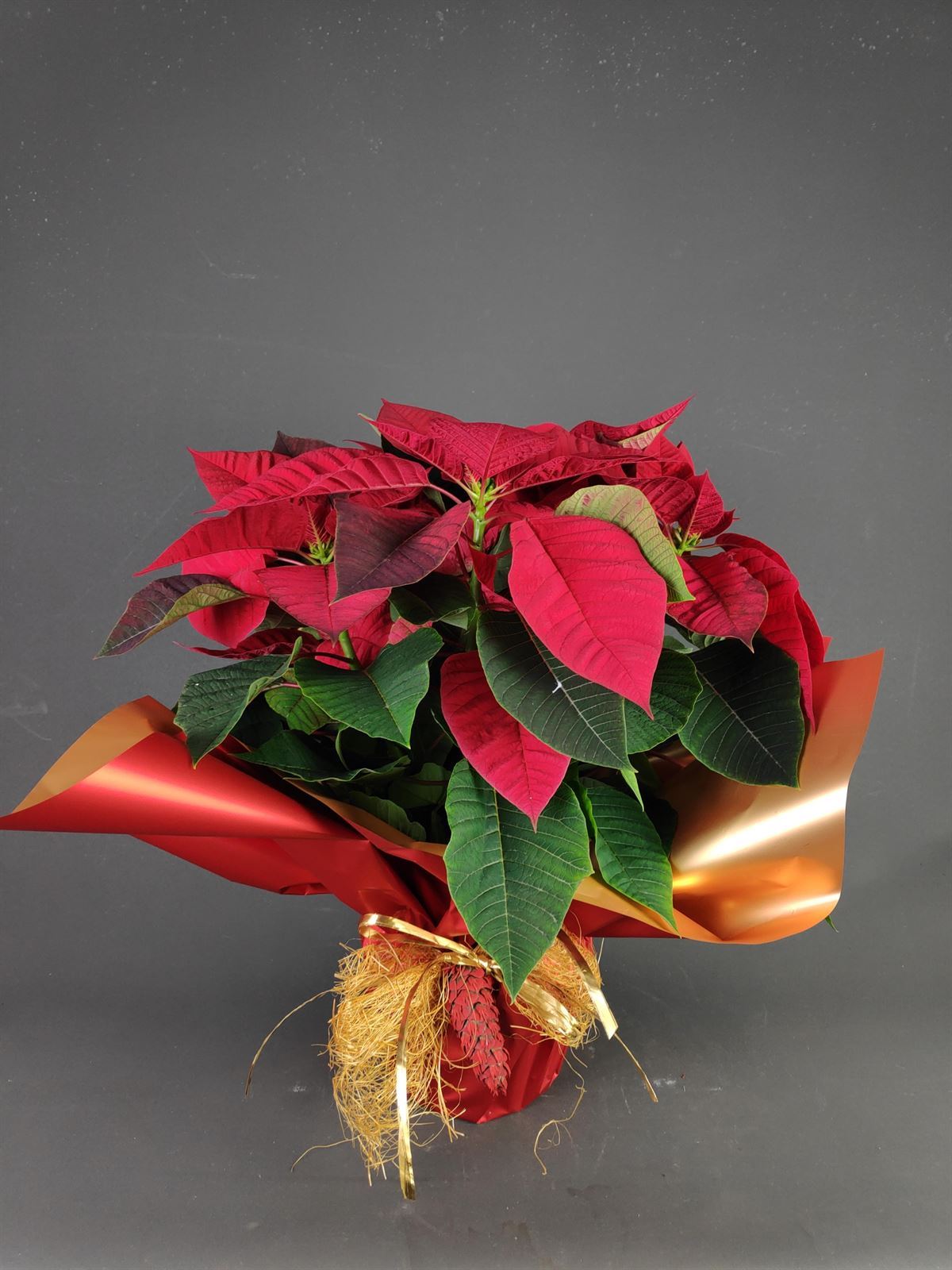 POINSETIA ROJA - Imagen 1