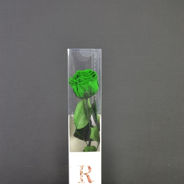 Rosa eterna verde pequeña. - Imagen 1