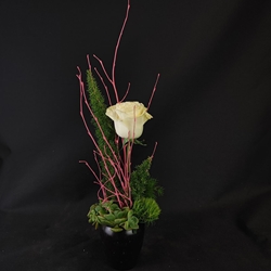 Rosa maceta cerámica. - Imagen 1