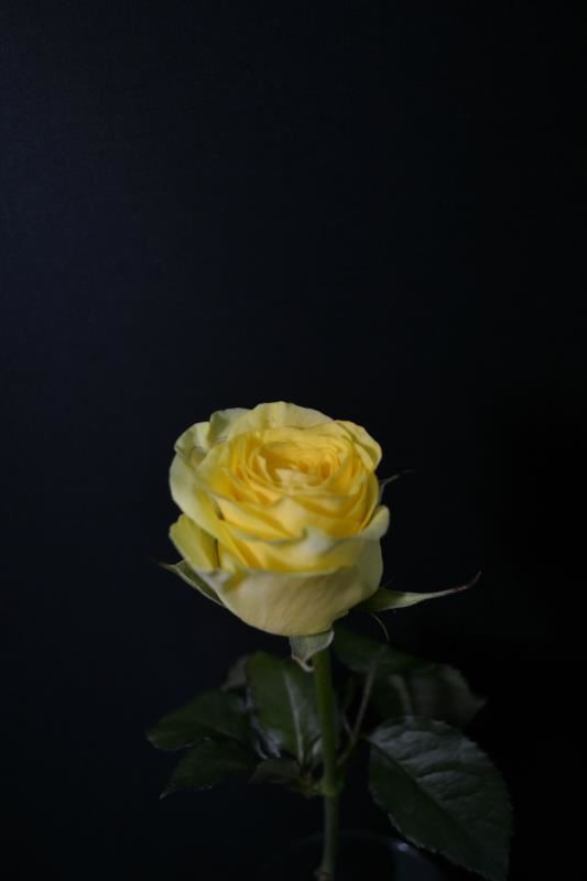 Rosa natural - Imagen 3