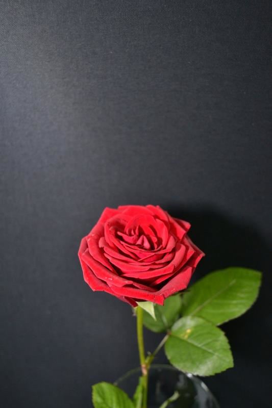 Rosa natural - Imagen 5