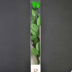 Rosa preservada grande verde. - Imagen 1