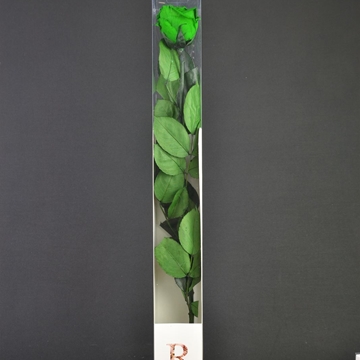 Rosa preservada grande verde. - Imagen 1